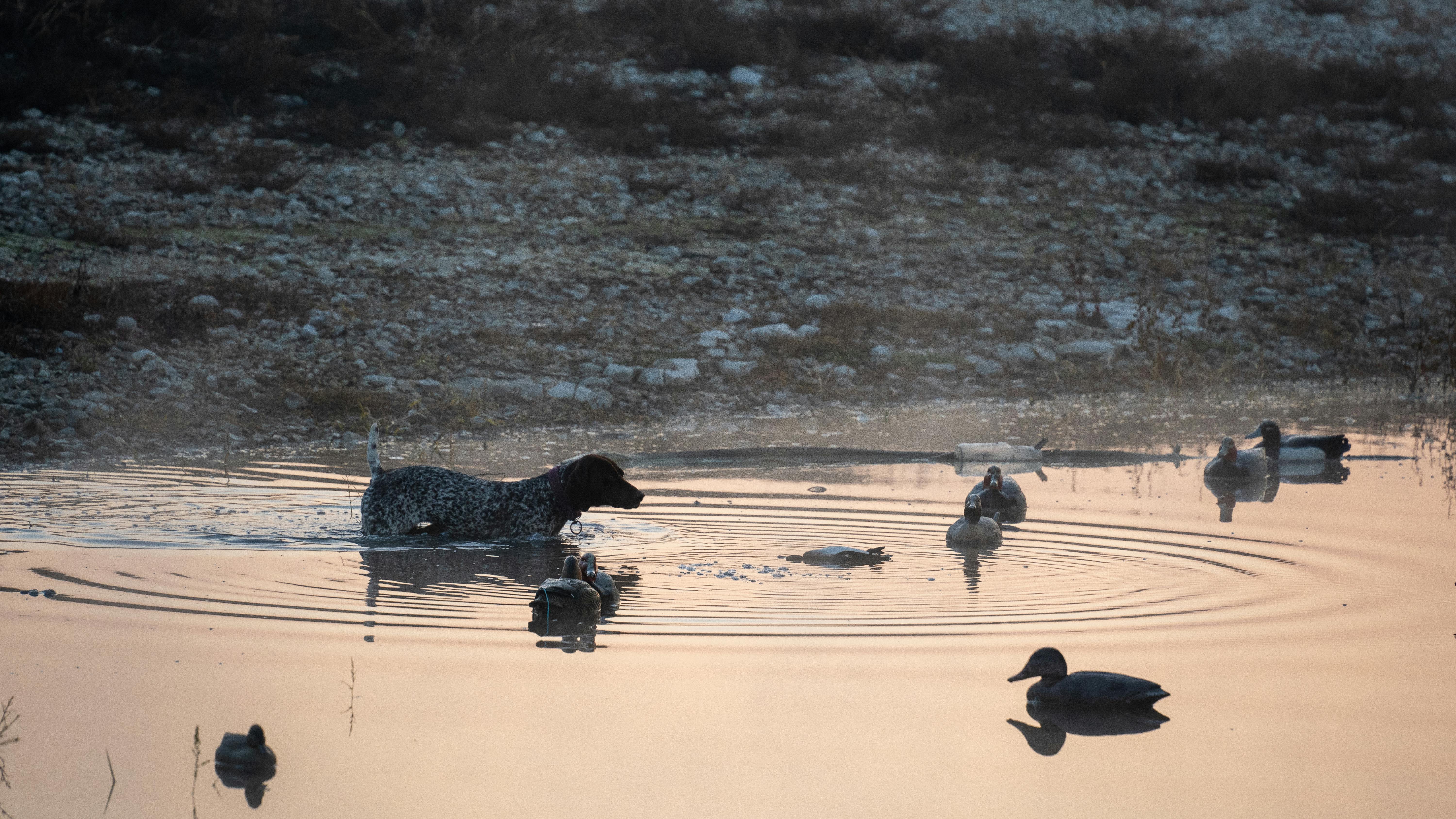 German Shorthaired Pointer standing chest-deep in calm water among floating duck decoys at sunrise or sunset