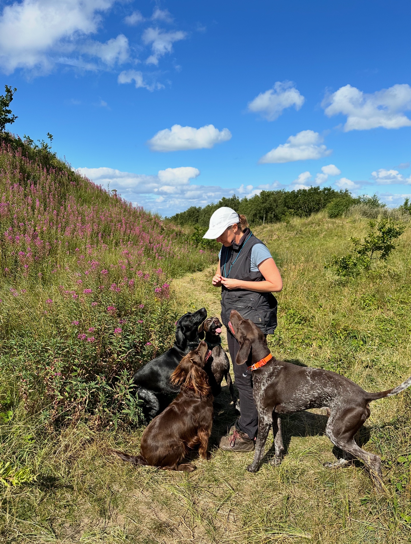 Two dogs sitting calmly together outdoors